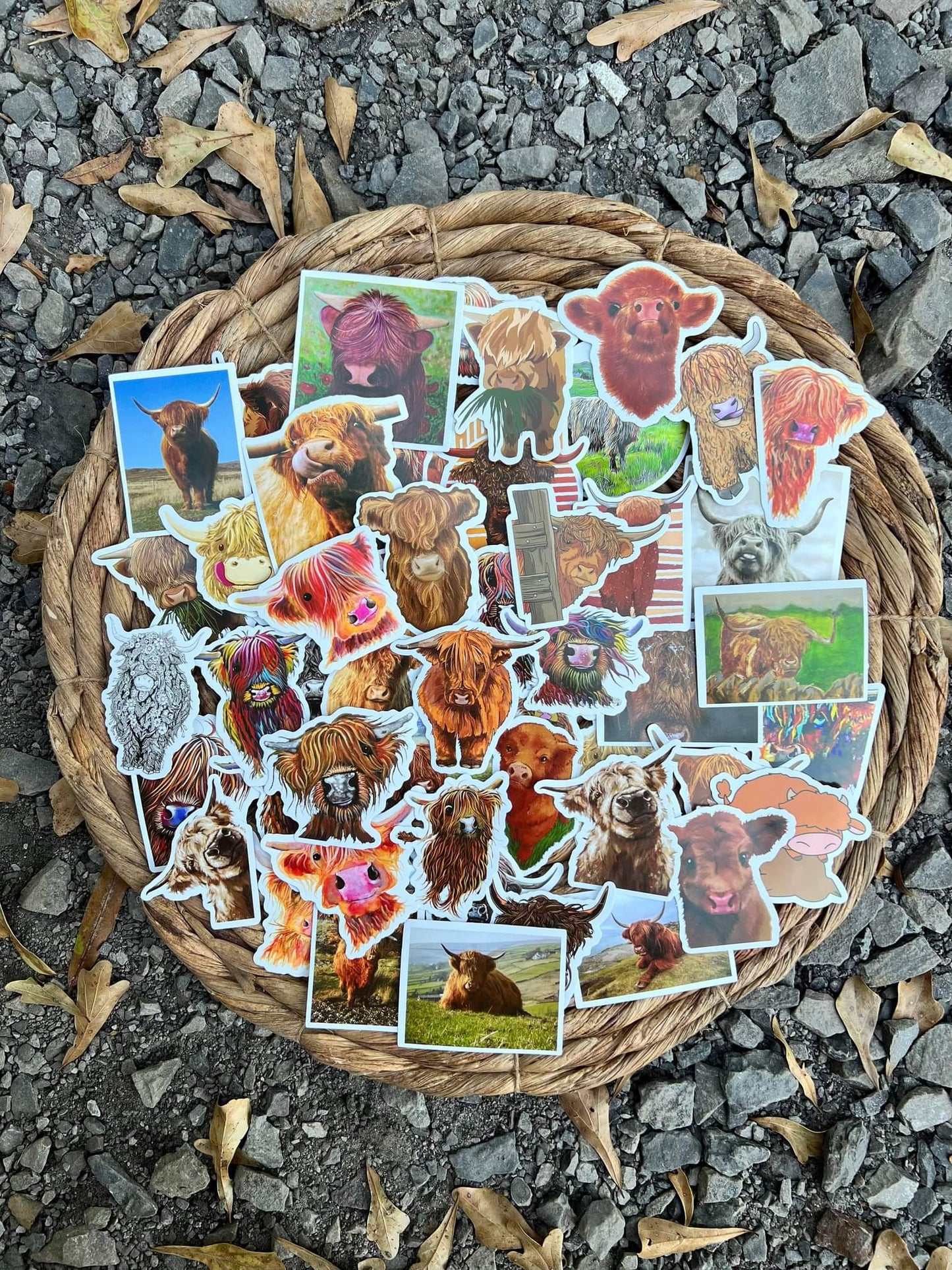 Highland Cow Sticker Bundle of 50